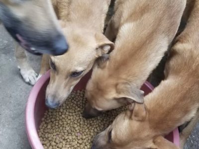 IMG_5765 - RAISE AFRICAN CHILD UGANDA